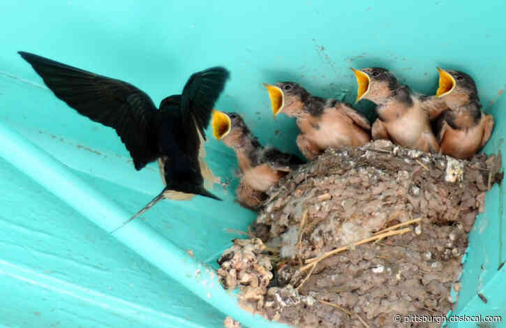 Audubon Society Reminds The Public Not To Disturb Baby Birds