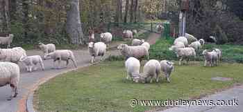 Sheep flock to Himley Hall and Park in unexpected 'ram' raid - Dudley News