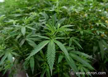 Texas' medical cannabis program could expand under bill preliminarily OK'd by House