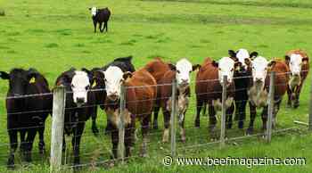 Feeder cattle futures take a tumble