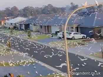 Thousands of noisy birds take over suburban Australian street in viral TikTok video