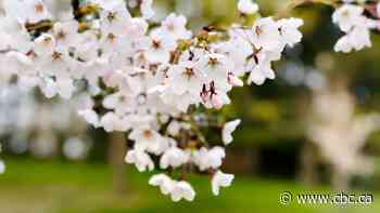 Take a look at Toronto’s High Park cherry blossoms during peak bloom