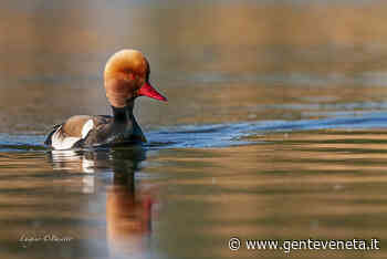 Oasi di Gaggio (Marcon), presenza del Fistione turco - Gente Veneta