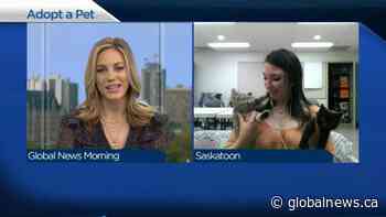 Adopt a Pet: Sunk and Squirrel