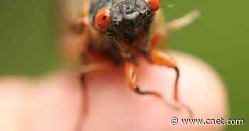 Brood X cicadas: What it's like in pest control when billions of bugs emerge     - CNET