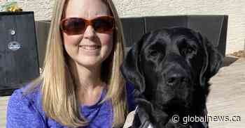Regina Labrador retriever, Lulu, graduates CNIB guide dog school