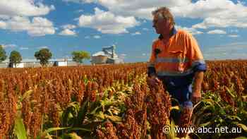 First the plague, now the poo, as mouse droppings contaminate crops