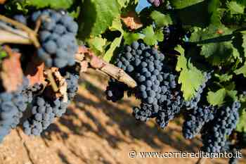 Primitivo di Manduria: Varvaglione e la Collezione Papale - Corriere di Taranto