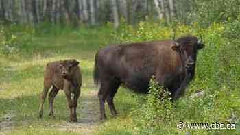 Free-ranging Sask. bison herd begins to make comeback