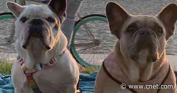 Lady Gaga dognapping: Five arrested, including woman who turned in dogs     - CNET