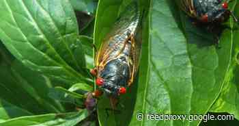 Billions of bugs: Meet the cicada chasers trailing Brood X     - CNET