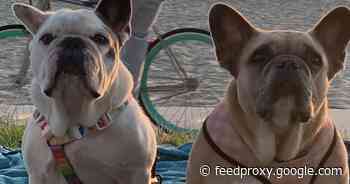 Five arrested in Lady Gaga dognapping, including woman who turned in dogs     - CNET