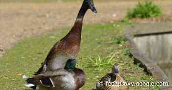 Meet Long Boi, the humongous duck that's taken over the internet     - CNET