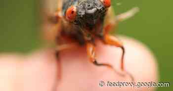 Brood X cicadas: What it's like in pest control when billions of bugs emerge     - CNET