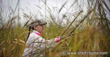 Federal regulator steps in to protect Minnesota's wild rice stands
