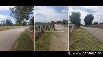 Monopoli - Misure anti-xylella: taglio dell'erba dai cigli stradali - Canale7