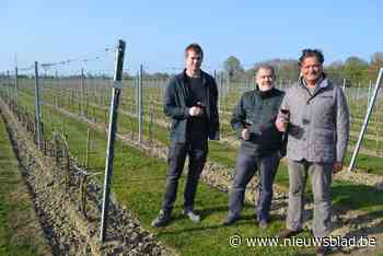 Eigenaar Roger (68) verkocht zijn wijngaard aan vzw Domein Laagland: “Samenwerken met lokale restaurants kan ons domein nog meer op de kaart zetten”