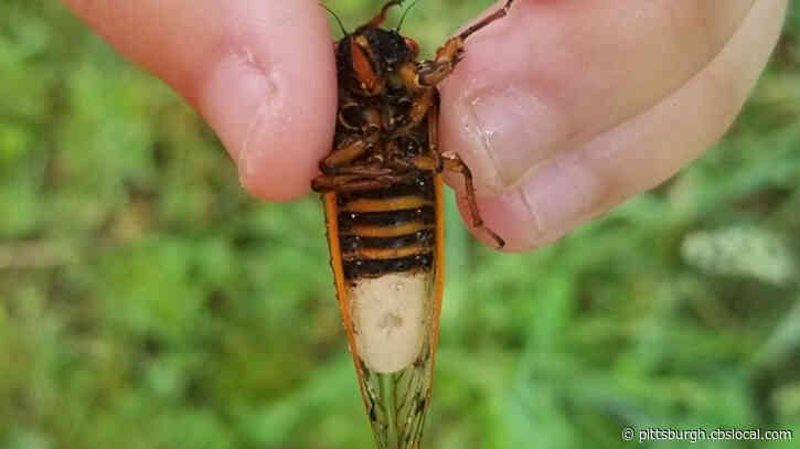 Loud And Large: Brood X Cicadas Emerging After 17 Years Underground