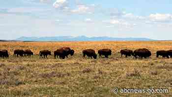 US agency to look at bringing back bison on Montana refuge