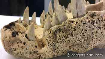 Extinct Horned Crocodiles of Madagascar Earn Their Spot as ‘True’ Crocodiles