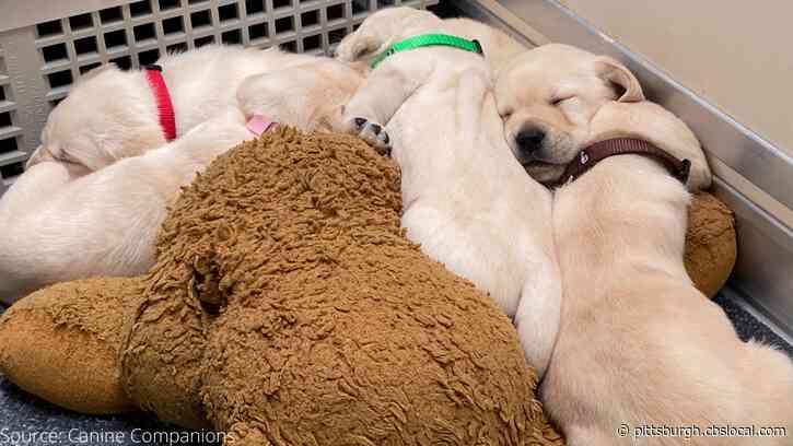 Watch The New PTL Pup! Canine Companions Launches Puppy Cam