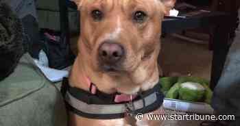 Man reunited with therapy dog stolen in St. Paul; woman arrested