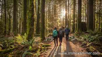 Jazz up your walks: Take a 'virtual' forest tour - Irish Examiner