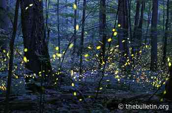 “Like a tiny galaxy descended into the forest”—new species of firefly found - Bulletin of the Atomic Scientists
