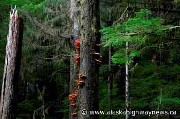 Old-growth forest activists to appeal B.C. court injunction against blockades - Alaska Highway News