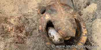 Workers Discover Peculiar Snake Nest in at Geneva State Forest Wildlife Management Area - southernliving.com
