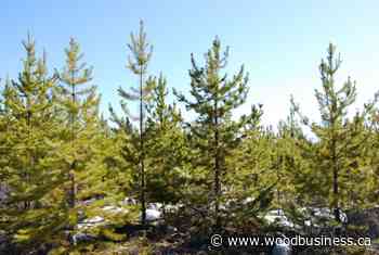 2021 update on forest certification in Canada - Wood Business - Canadian Forest Industries