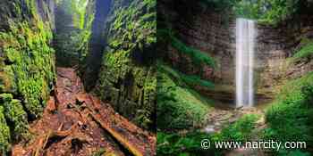 8 Lush Forest Trails Near Toronto That Will Make You Feel Like You're Lost In Costa Rica - Narcity Canada