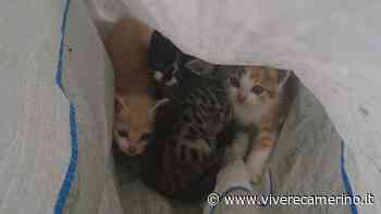 Gattini abbandonati in un sacco a Matelica - Vivere Camerino