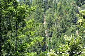 California Program Overestimates Climate Benefits of Forest Offsets - Study