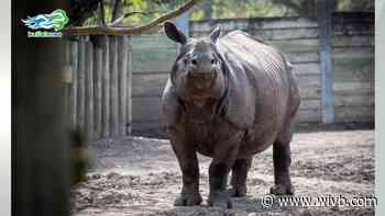 The Buffalo Zoo's rhino Tashi is pregnant again