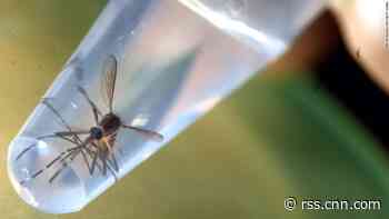 First-ever US release of genetically modified mosquitoes begins in Florida Keys