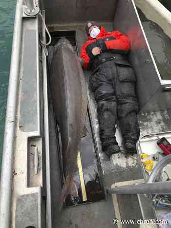 Hold on! 240-pound fish, age 100, caught in Detroit River