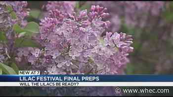Will the lilacs be in bloom for the Lilac Festival this year?
