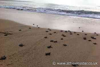 Simple intervention could help stabilise turtle populations – research - St Helens Star