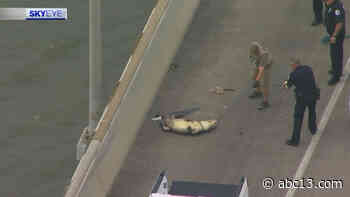 Alligator creates traffic delay on Fred Hartman Bridge - KTRK-TV