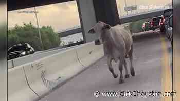 ‘I’m so sorry:’ Pet cow wrangled, returned after escaping onto Houston freeway - KPRC Click2Houston
