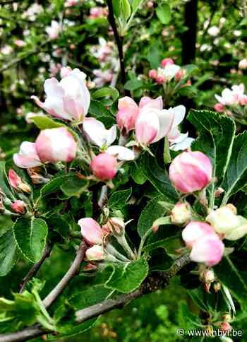 Okraleden verkennen Werkplaatsen met lentewandeltocht - Het Belang van Limburg