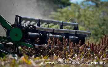 Urgen semilla de sorgo y maíz - El Sol de Cuernavaca