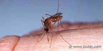 More than 140,000 genetically modified mosquitoes to be released in Florida