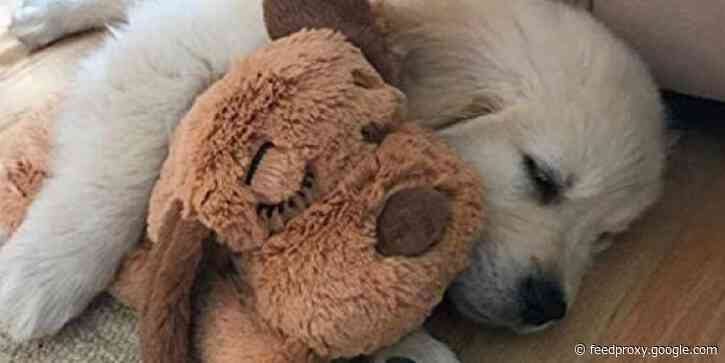 The 5 best puppy starter kits in 2021 for walking, training, teething, feeding, and anxiety