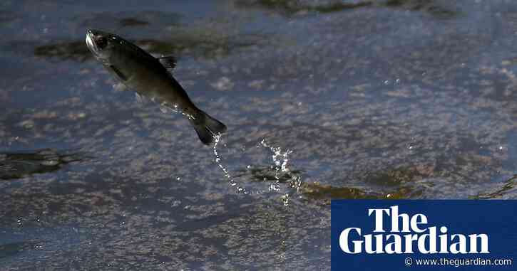 California drought forces 15m salmon to take unusual route to Pacific: by road