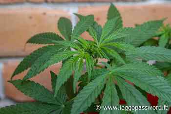 Castelplanio, pianta di marjuana rinvenuta vicino a un sottopasso: Polizia avvia indagini | Password Magazine - Password Magazine