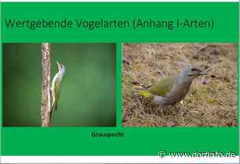 Vogelschutzgebiet bei Brilon und Marsberg - Gemeinsame Fraktionssitzung von BBL und GRÜNE - Dorfinfo.de – Sauerlandnachrichten