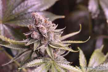Which district attorneys in Alabama are pushing to block medical marijuana? - AL.com