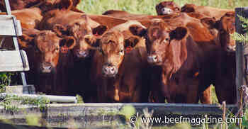 Implementing genetic management of Bovine Congestive Heart Failure